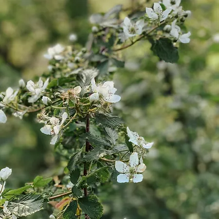 Loft 88 Appartement Eupen